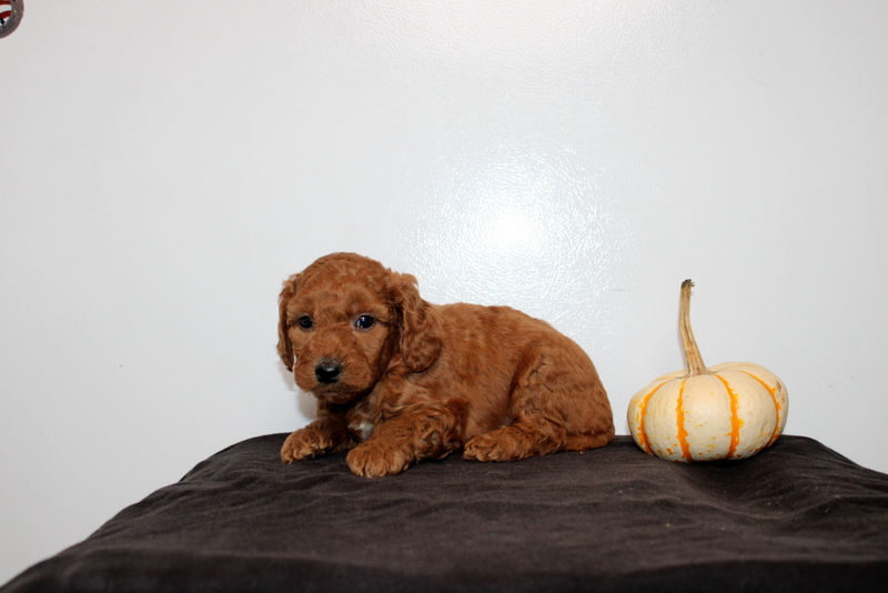 puppy, for, sale, Mini Golden Doodle F2, Matthew B. Stoltzfus, dog, breeder, Gap, PA, dog-breeder, puppy-for-sale, forsale, nearby, find, puppyfind, locator, puppylocator, aca